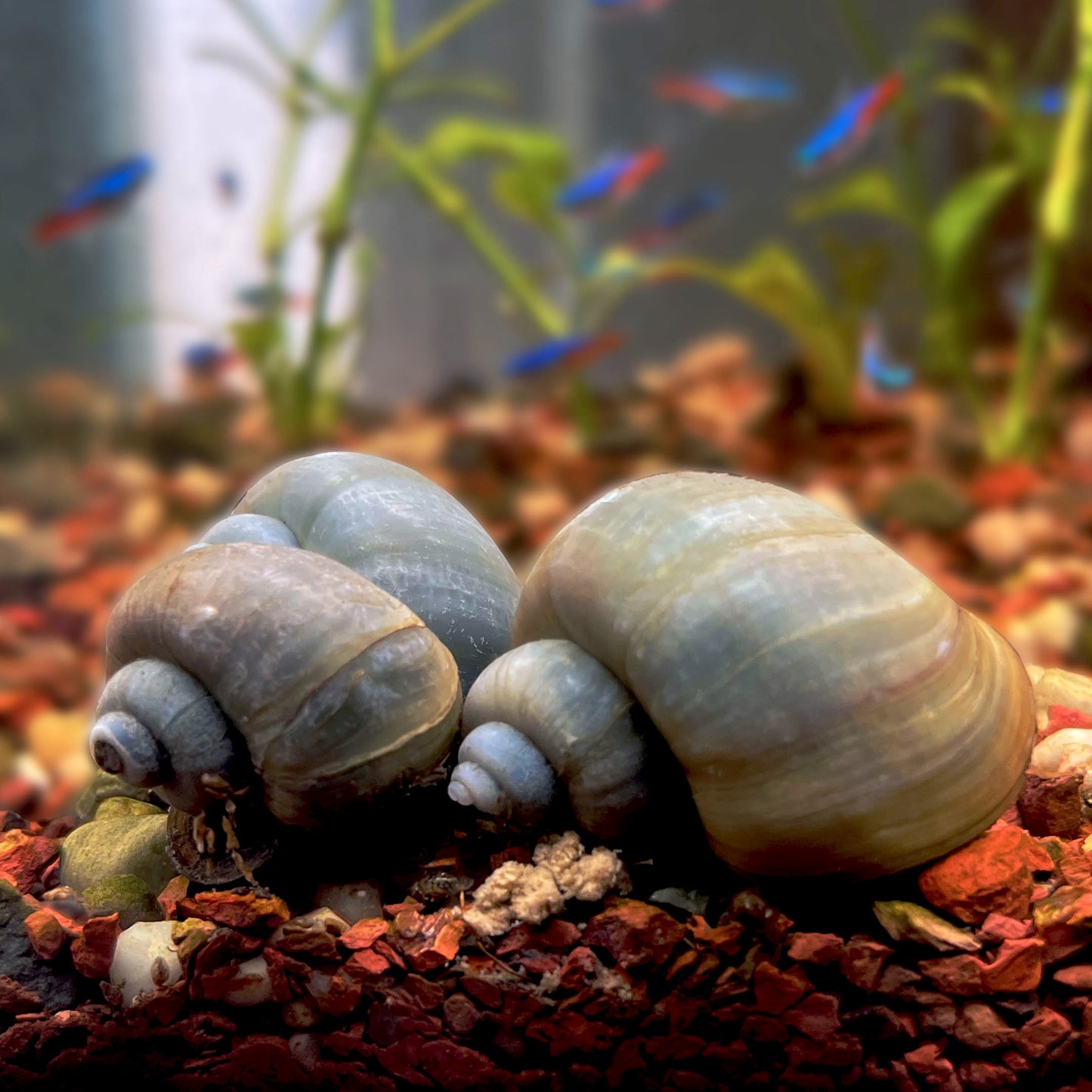 Blue Mystery Snails