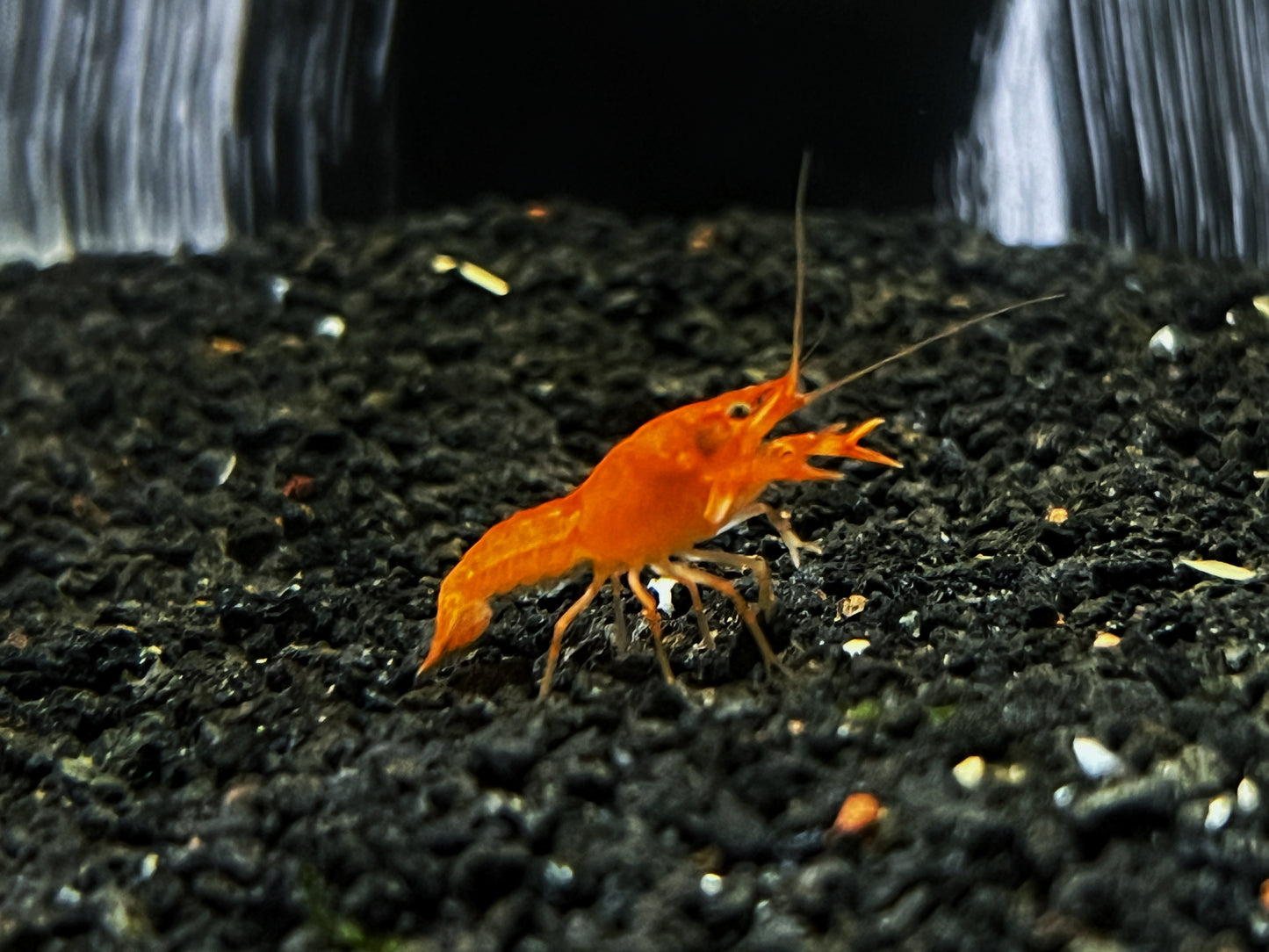 Baby Orange Crayfish
