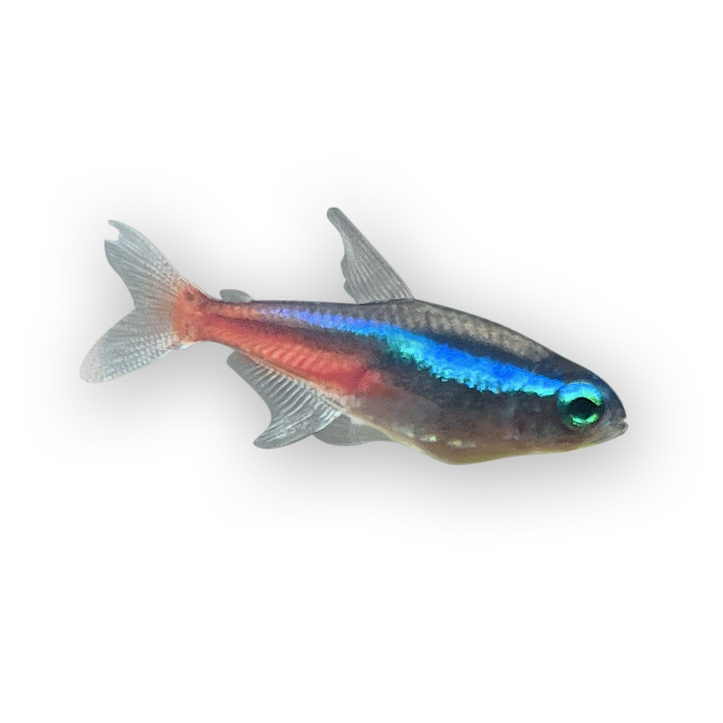 Neon Tetras