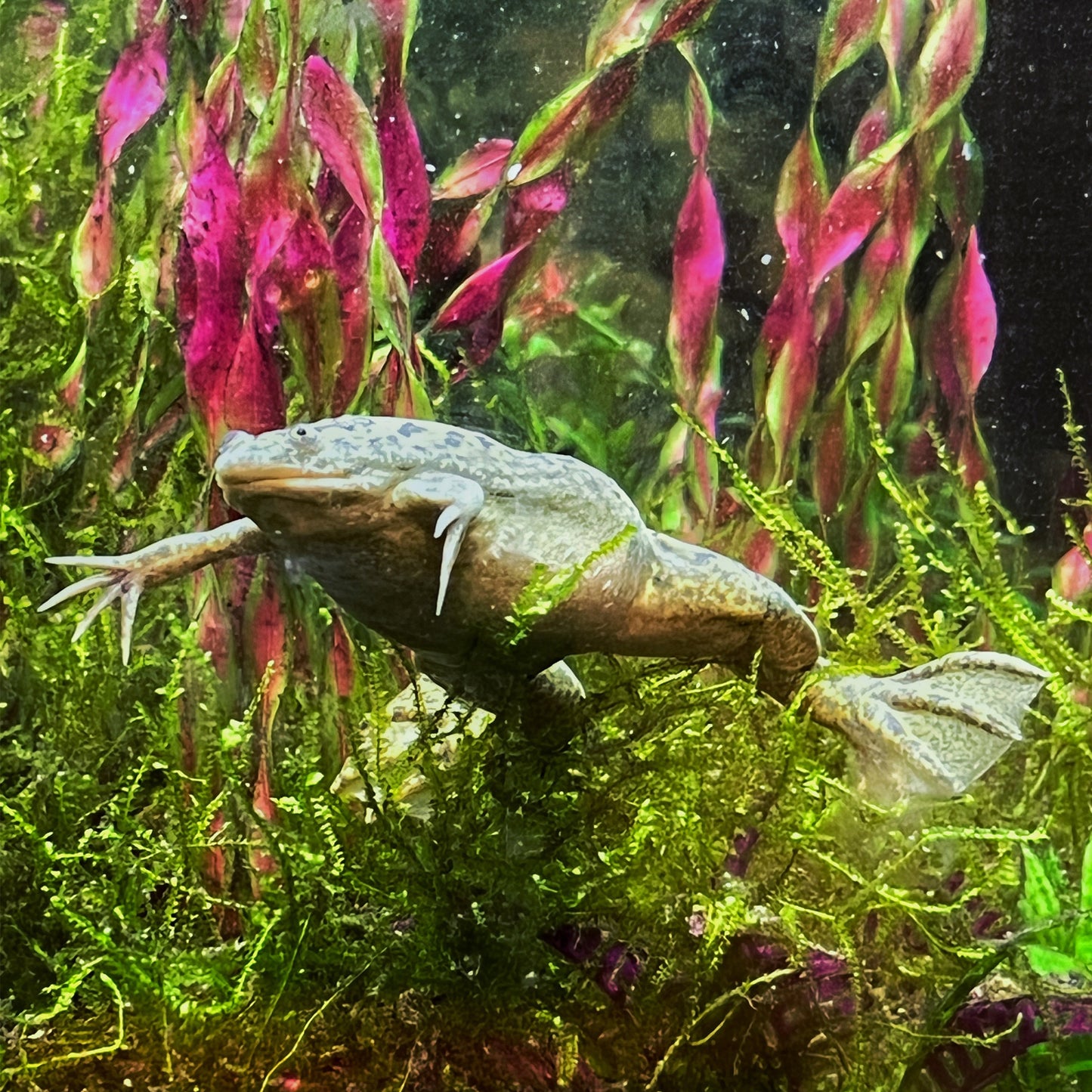 Adult African Clawed Frogs