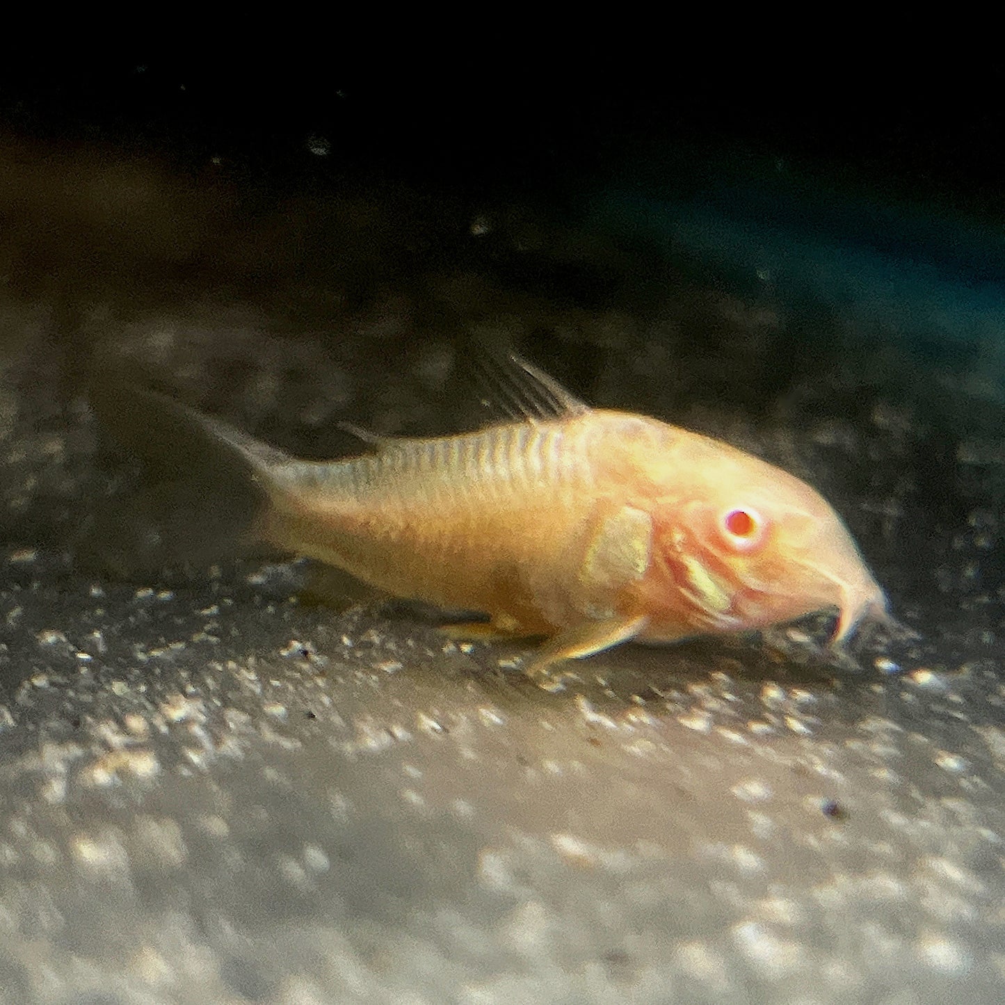 Albino Corydoras