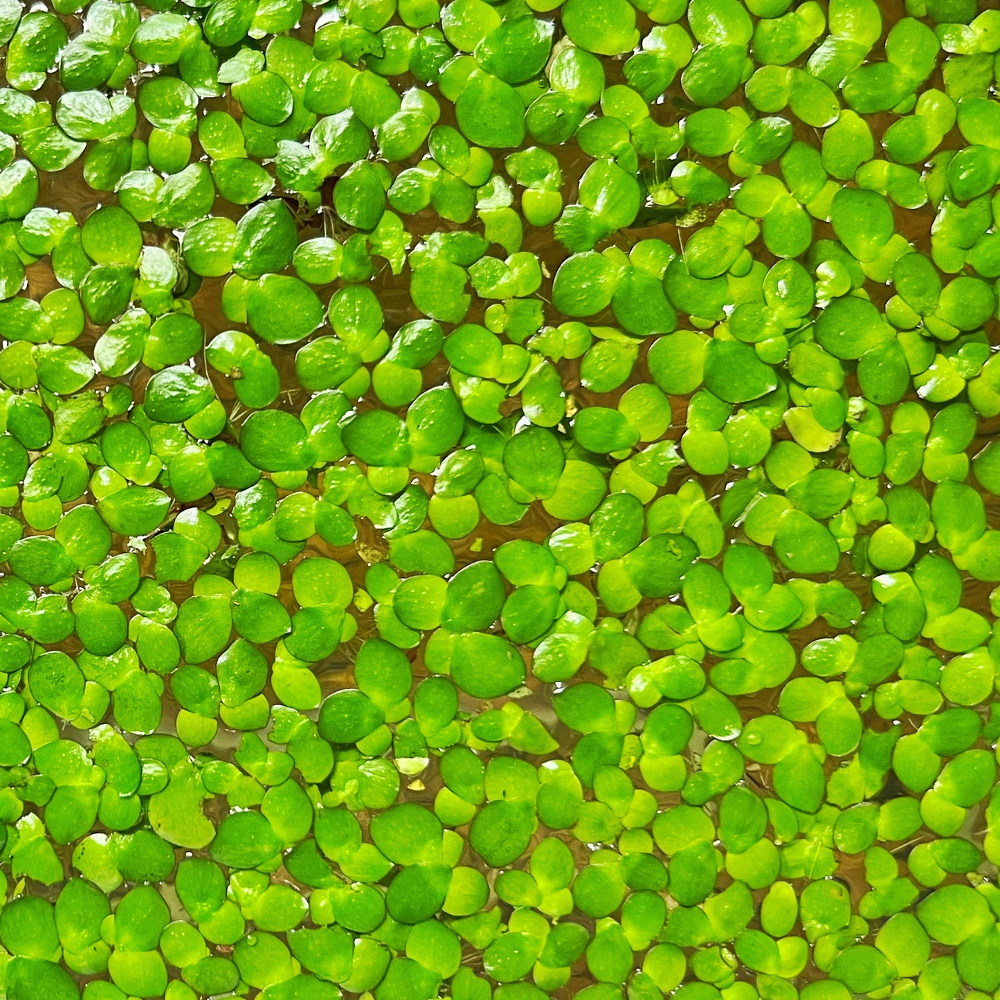 Giant Duckweed