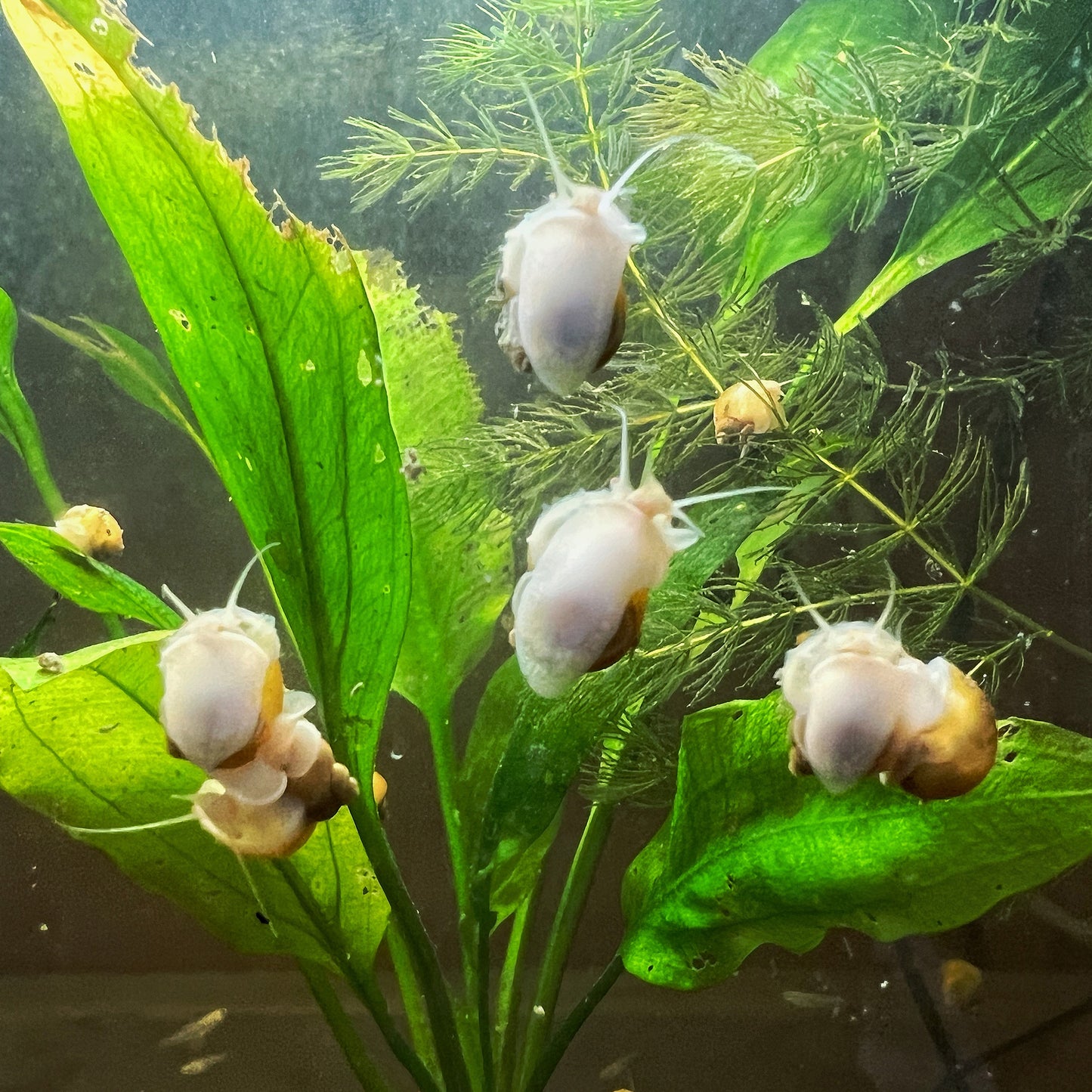 Golden Mystery Snails
