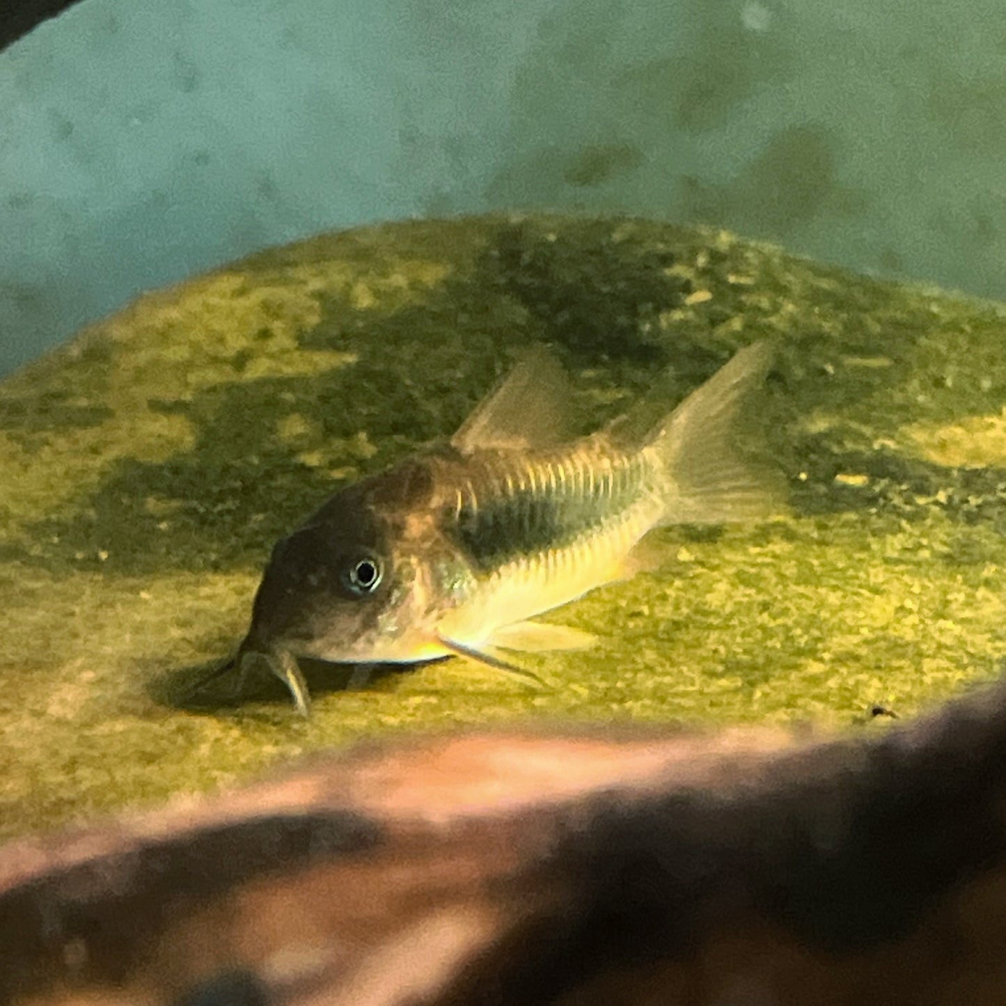 Green Corydoras
