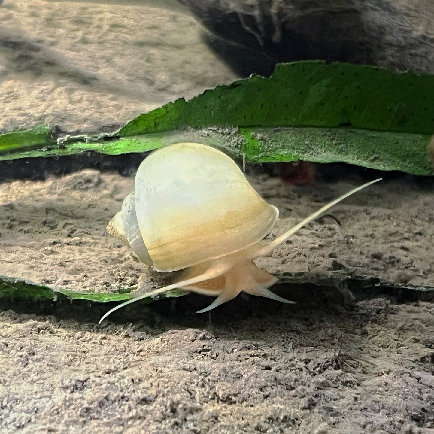 Ivory Mystery Snails