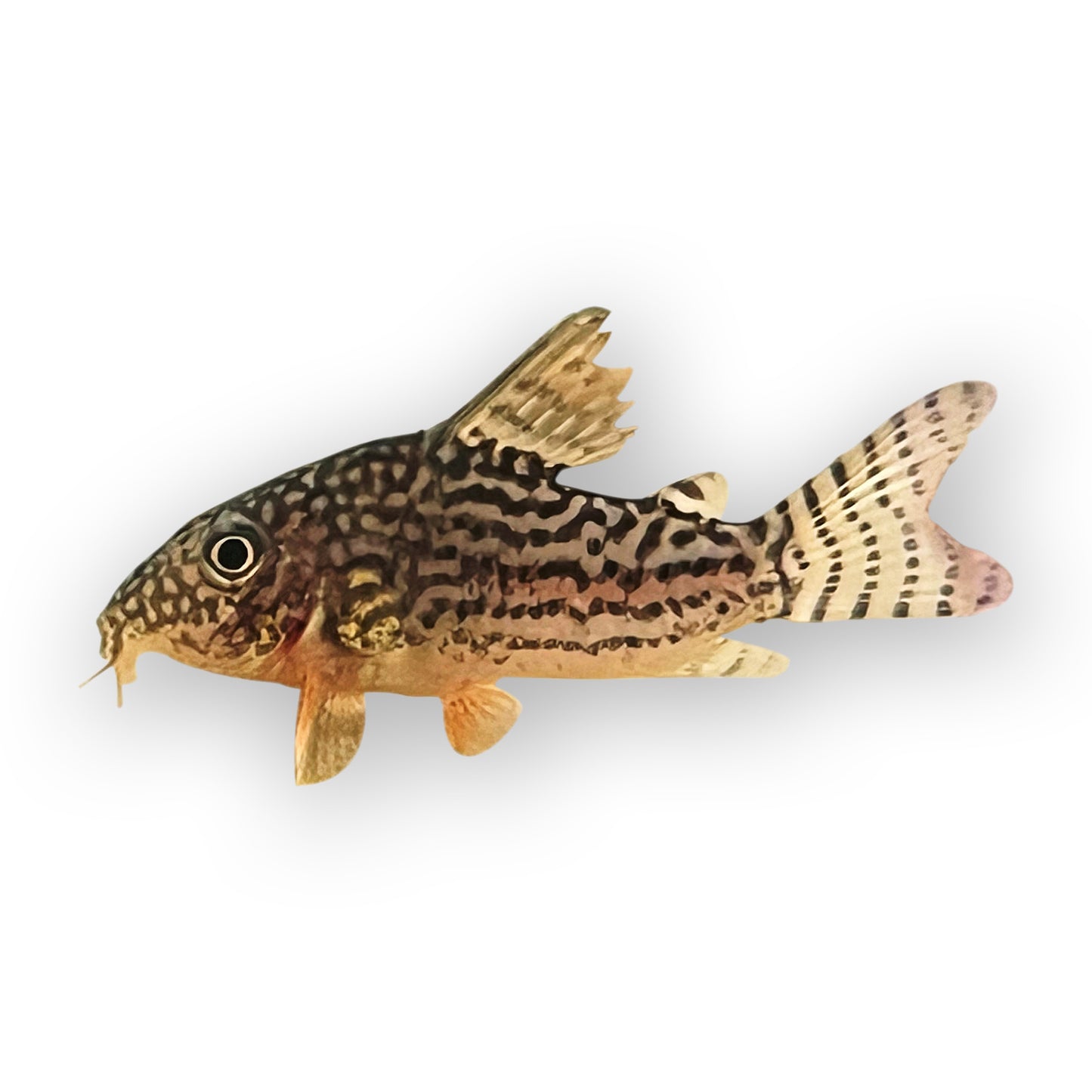 Sterbai Corydoras