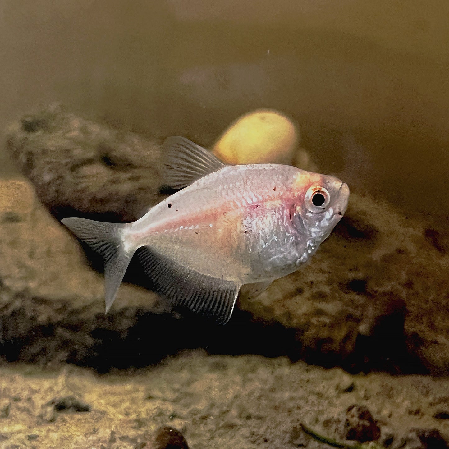 White Skirt Tetras