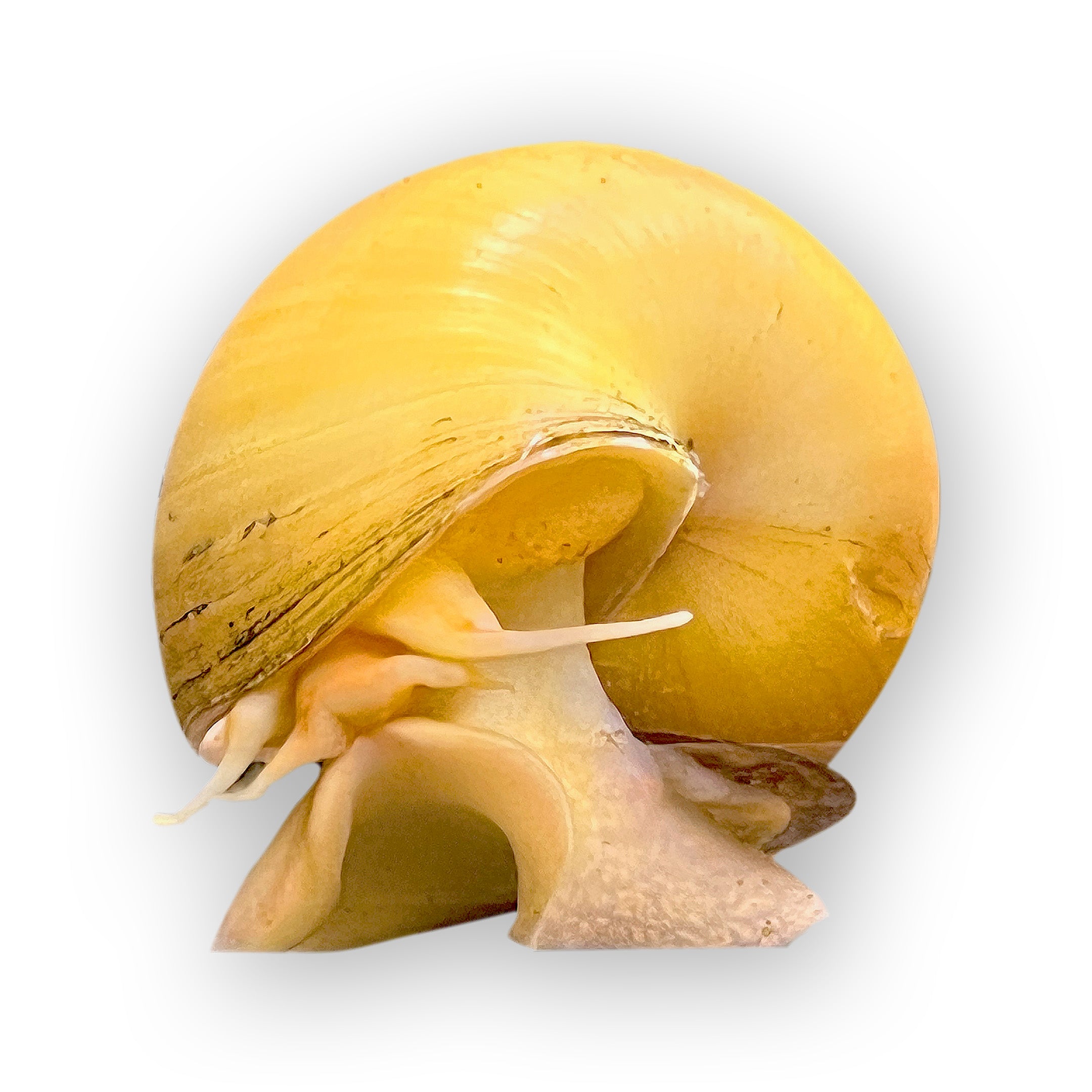 Golden Mystery Snails – Star Platinum Pets
