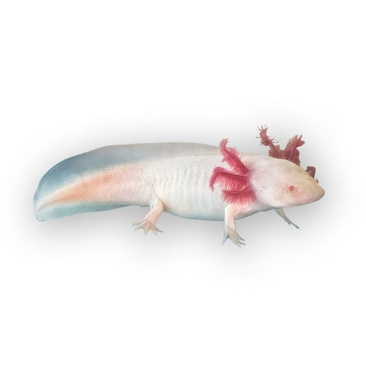 Albino Axolotls