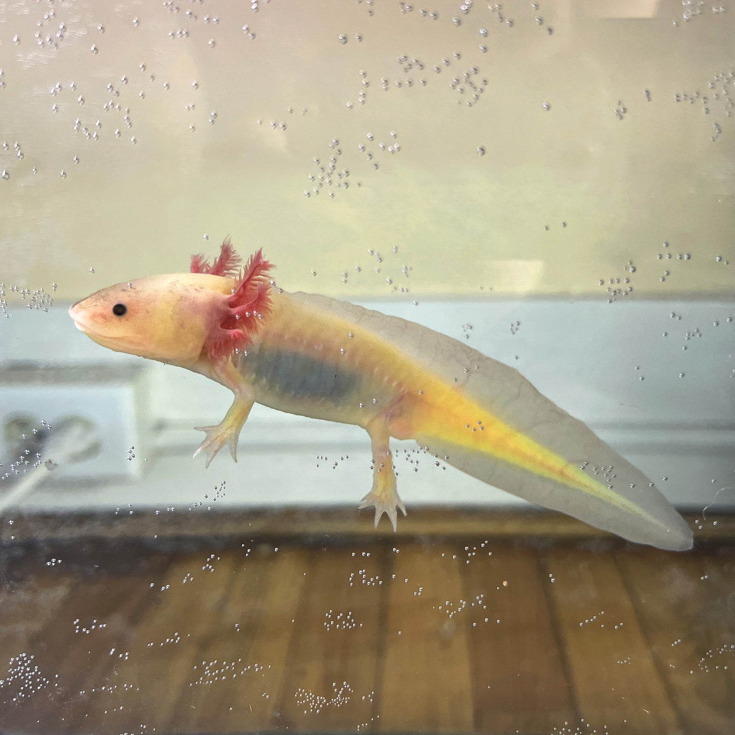 GFP Leucistic Axolotls