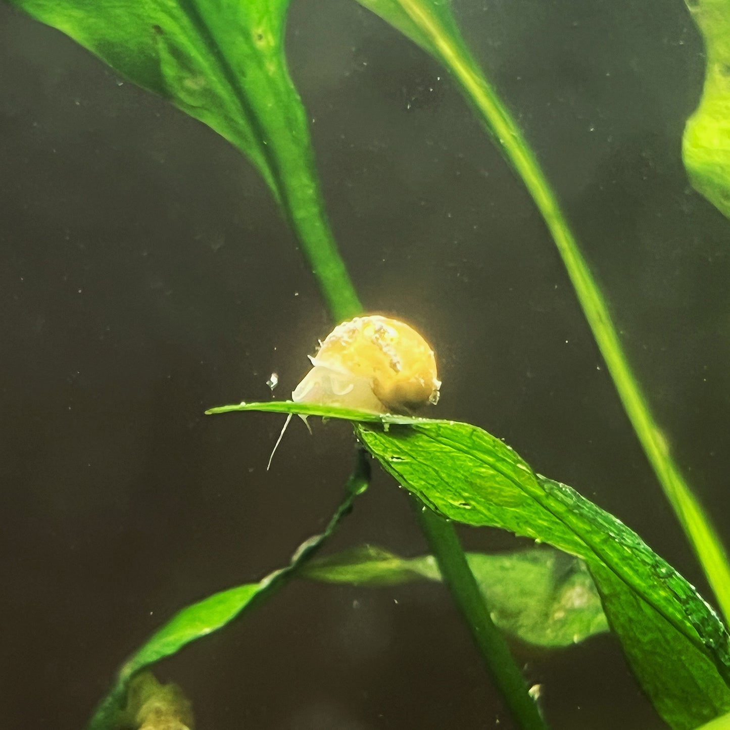 Golden Mystery Snails – Star Platinum Pets