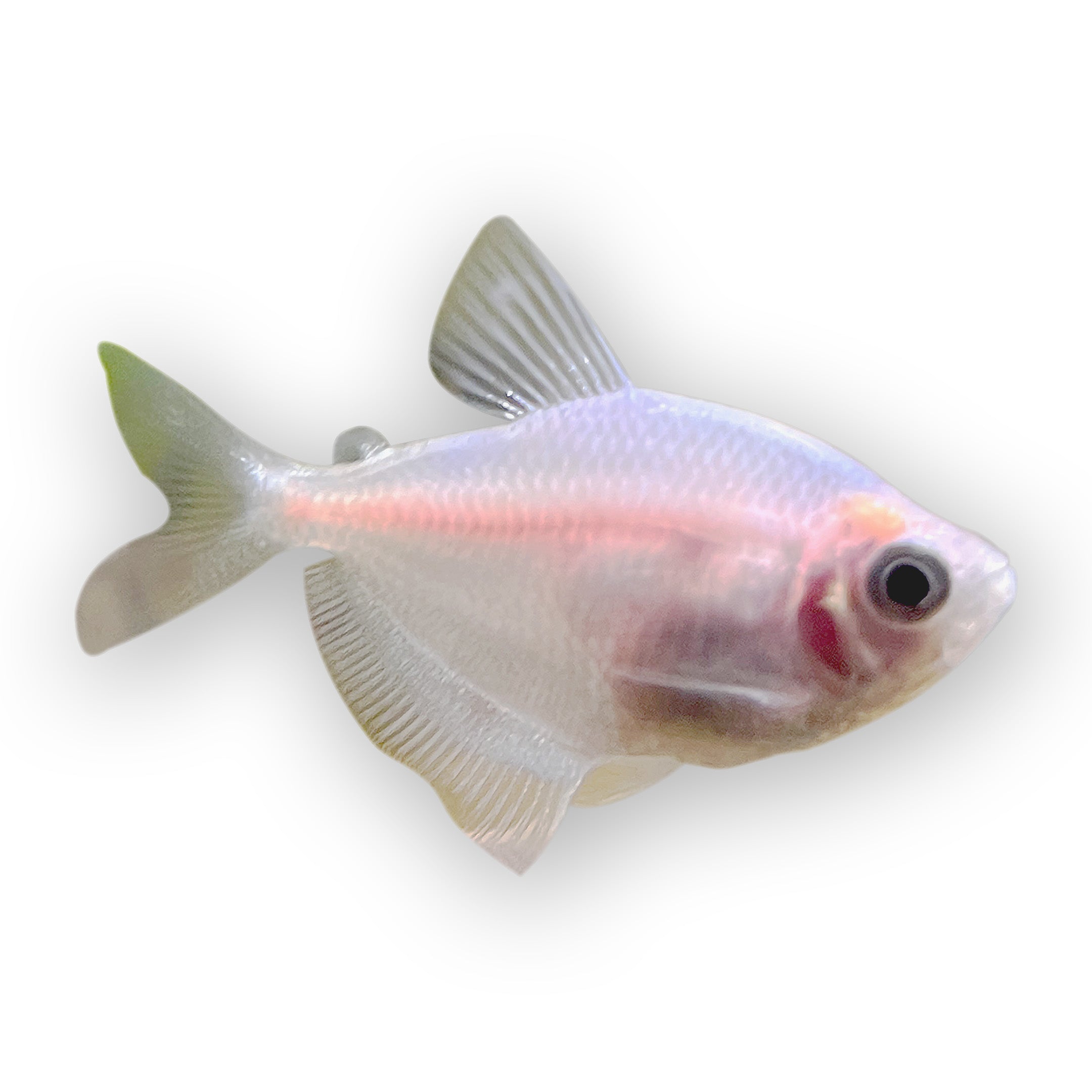 White skirt tetra 2024 male or female